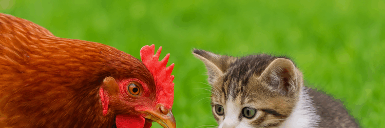 Mama Hen Thinks a Kitten Stole Her Chick but What Happens Next Will Melt Your Heart