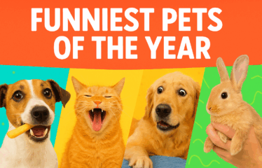 Funniest Pets of the Year Compilation