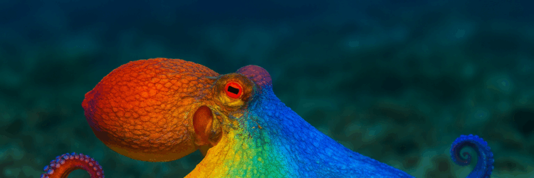 Octopus Changing Colors While Dreaming