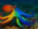 Octopus Changing Colors While Dreaming