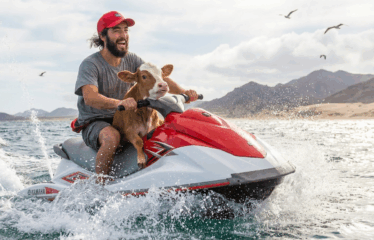 Baby Cow Refuses To Let Dad Jet Ski Alone