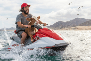 Baby Cow Refuses To Let Dad Jet Ski Alone