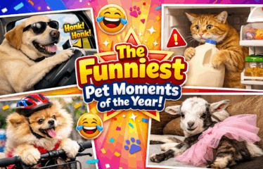 The Funniest Pet Moments of the Year That Will Instantly Lift Your Mood