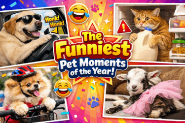 The Funniest Pet Moments of the Year That Will Instantly Lift Your Mood