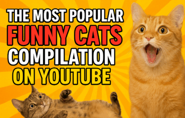 The Most Popular Funny Cats Compilation on YouTube