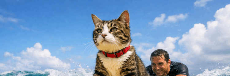 Meet the Hawaiian Cat Who Loves Surfing