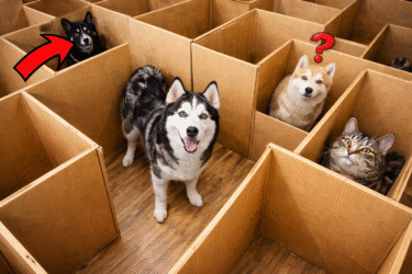Huskies vs Cats Trapped in a Cardboard Maze