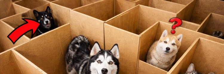 Huskies vs Cats Trapped in a Cardboard Maze