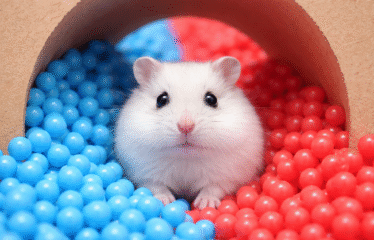Watch These Hamsters Tackle Epic Challenges and Mazes