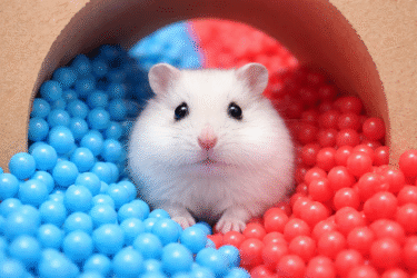 Watch These Hamsters Tackle Epic Challenges and Mazes