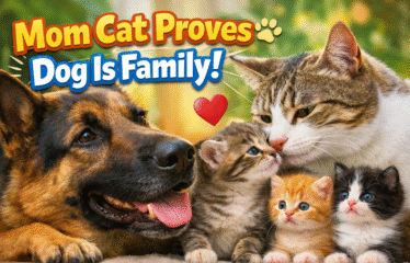 Mom Cat Proves Dog Is Family