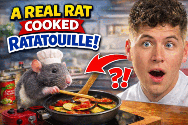 A Real Rat Cooked Ratatouille