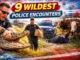 9 Wildest Police Encounters That Will Make You Say ‘Only in America’