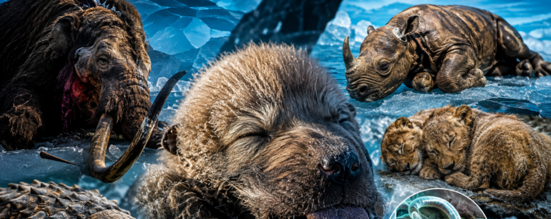 6 Creatures Perfectly Preserved in Ice for 46,000+ Years