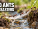 1,000 Ants Survive 5 Disasters