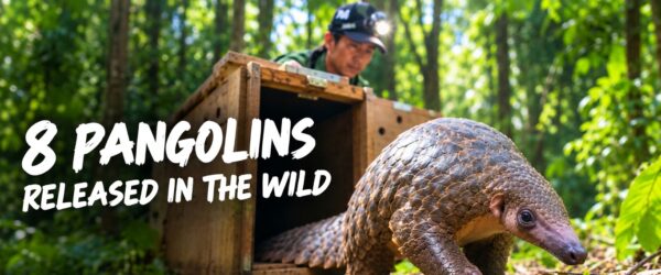 8 Pangolins Released in the Wild