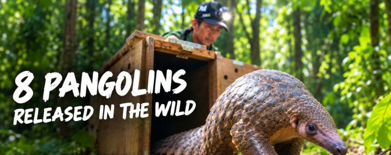8 Pangolins Released in the Wild